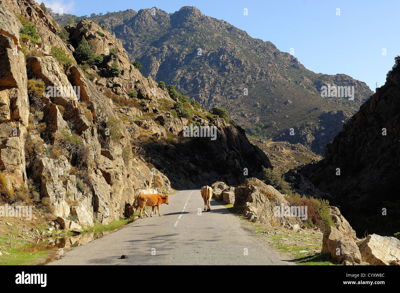 Vaches dans la Scala di Santa Regina en automne Haute Corse Frankreich 2 b Stockfoto