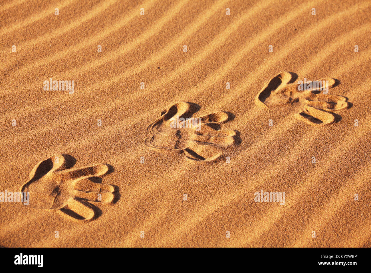 Fußspuren im Sand Stockfoto