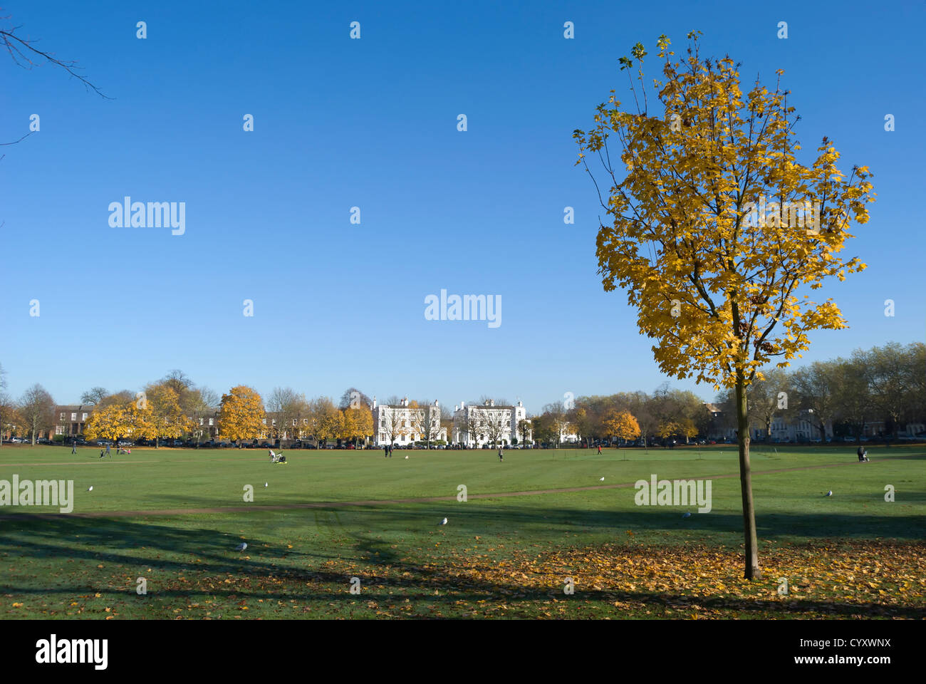 herbstliche Szene auf Richmond grün, Richmond, Surrey, England, mit gelben großblättrige Baum im Vordergrund Stockfoto