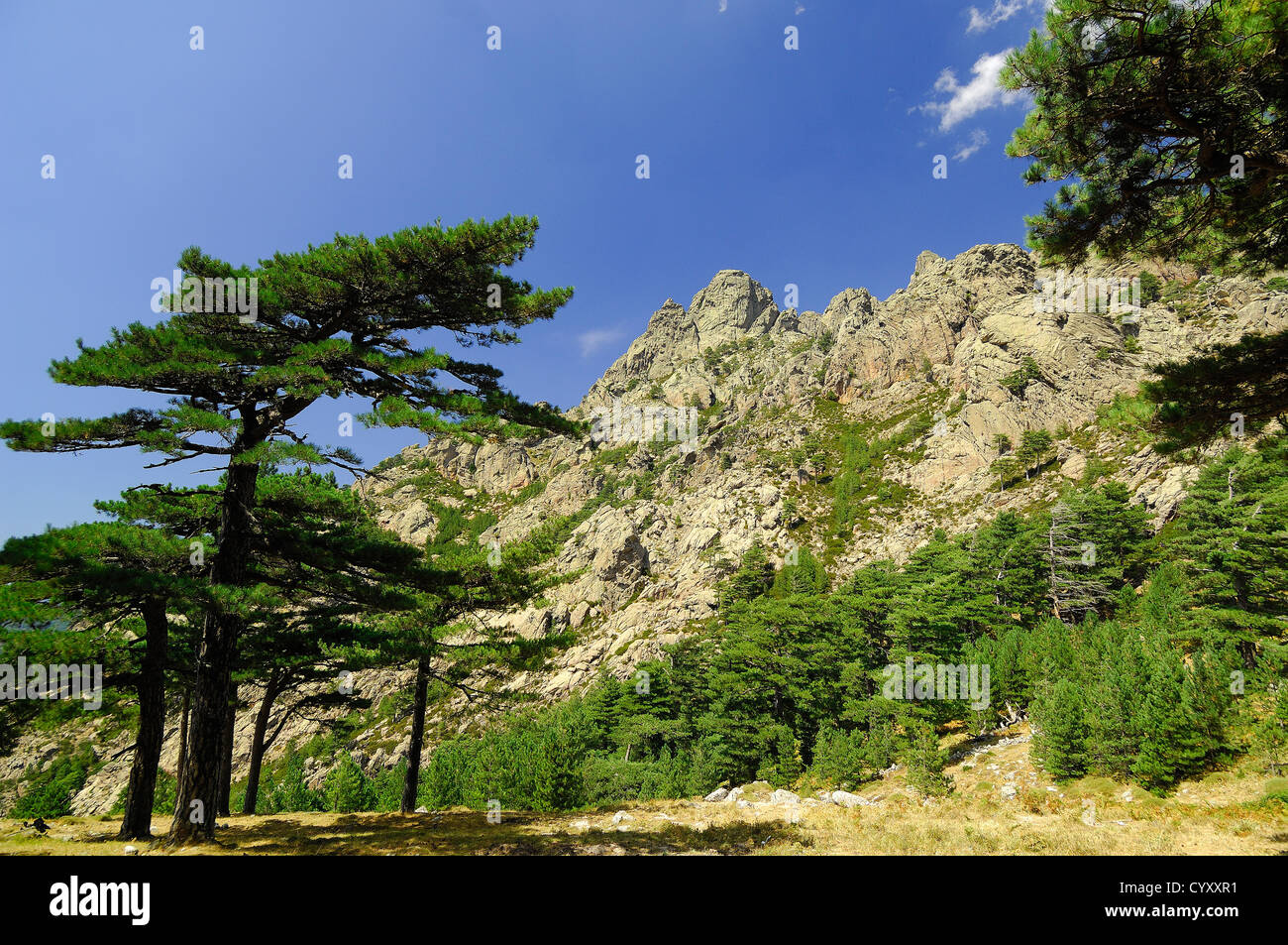 Les Aiguilles de Bavella et Pin Lariccio Corse du Sud Frankreich 2A Stockfoto
