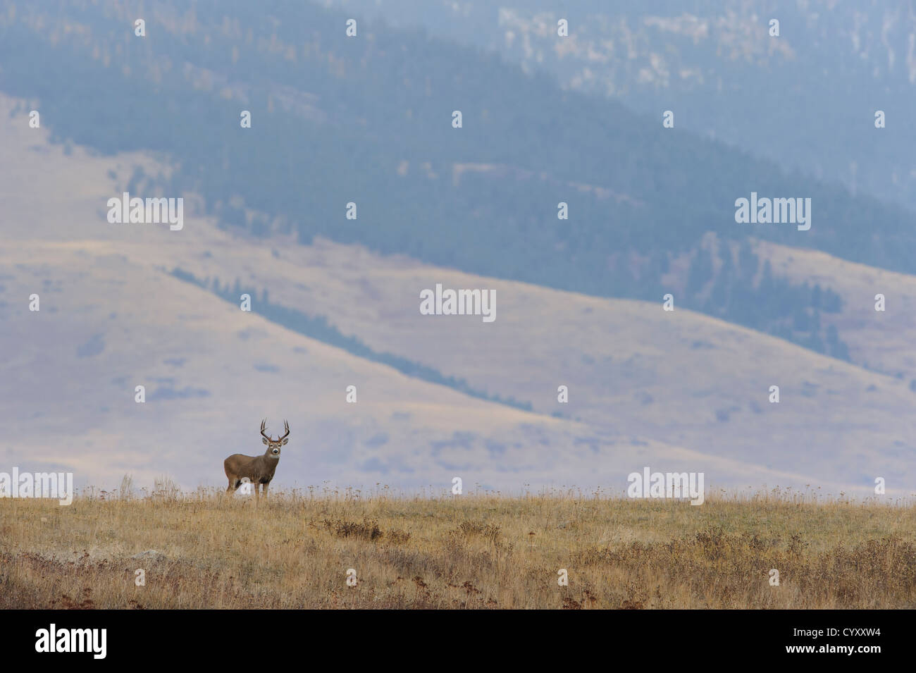 Whitetail Buck in einem Western Montana Kulisse, Montana Stockfoto