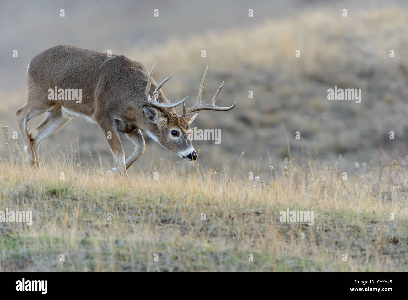 Auf der Duft, ein White-tailed Buck stürzt auf dem Weg zu einer nahe gelegenen doe, um festzustellen, ob Sie sich in Hitze, Western Montana Stockfoto