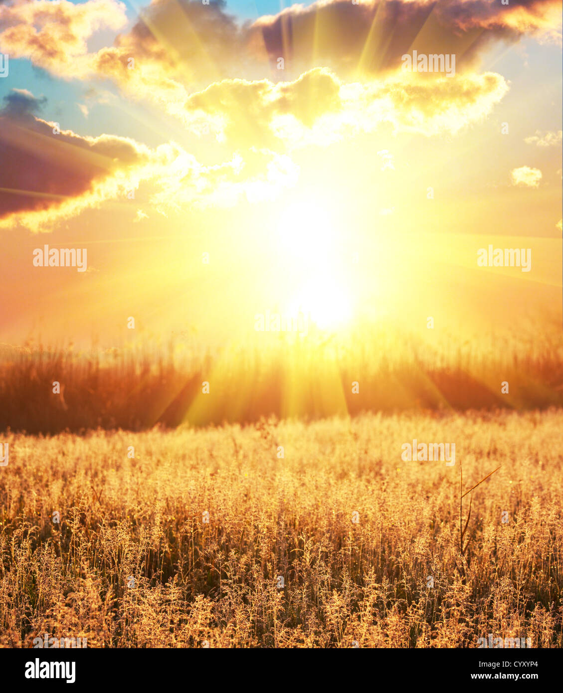 Herbst Grünland Stockfoto