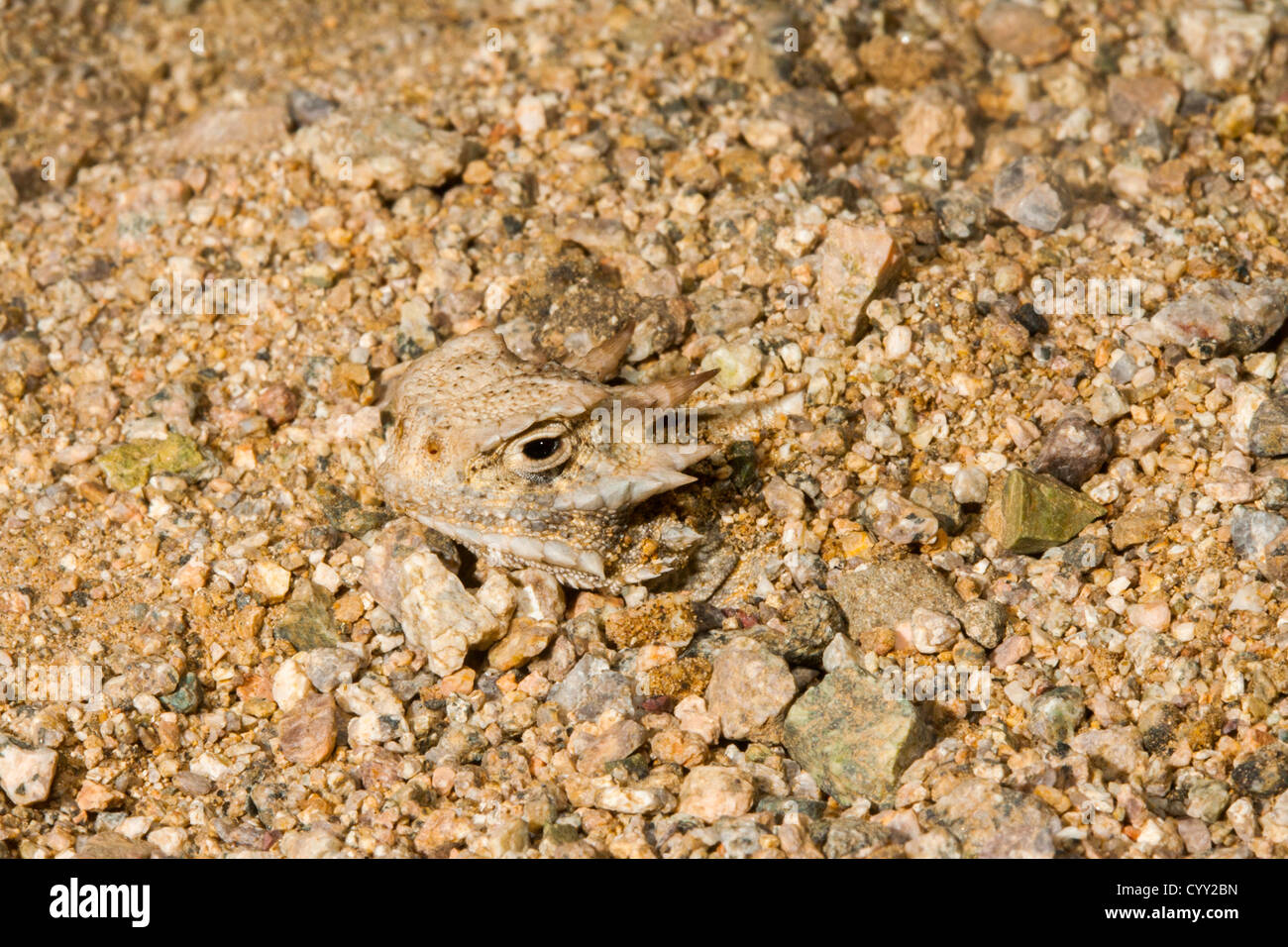 Krötenechsen Phrynosoma Platyrhinos Borrego Springs, Kalifornien, USA 14 können Erwachsene Phrynosomatidae Wüste Stockfoto