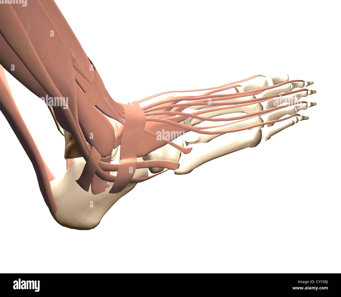 anatomie des fußes bilder anatomie des fußes bilder