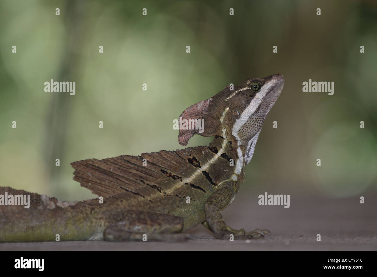 Eine männliche braun oder gestreift Basilisk (Basiliskos Vittatus) Blick in die Kamera in Manuel Antonio, Costa Rica. Stockfoto