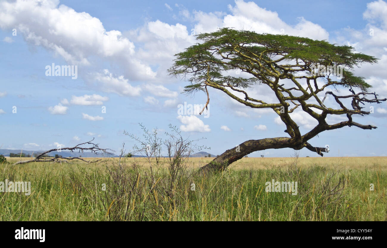 Akazien auf der afrikanischen Savanaa. Serengeti Nationalpark, Tansania Stockfoto