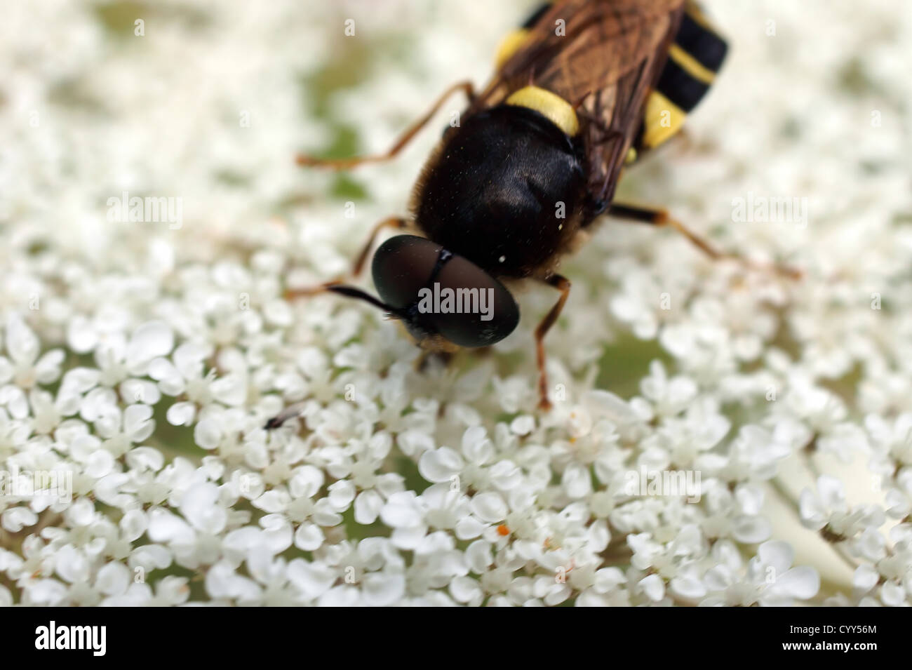 Wasp Mimikry Stockfoto