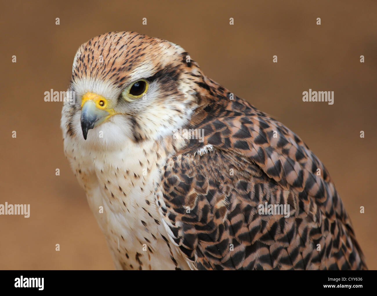 Großer Vogel in einem Zoo, Nahaufnahme. Stockfoto