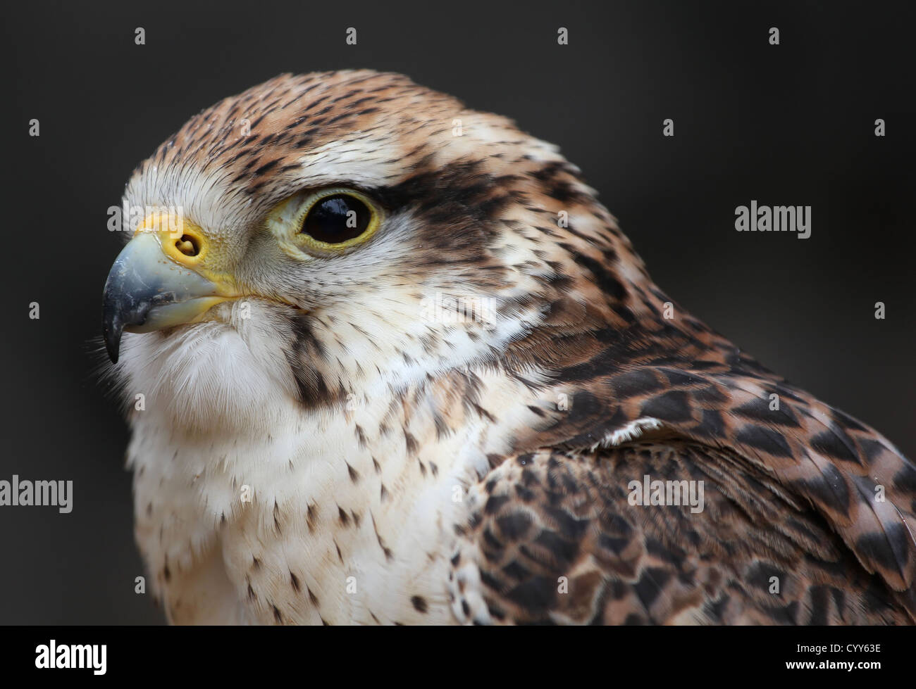 Großer Vogel in einem Zoo, Nahaufnahme. Stockfoto
