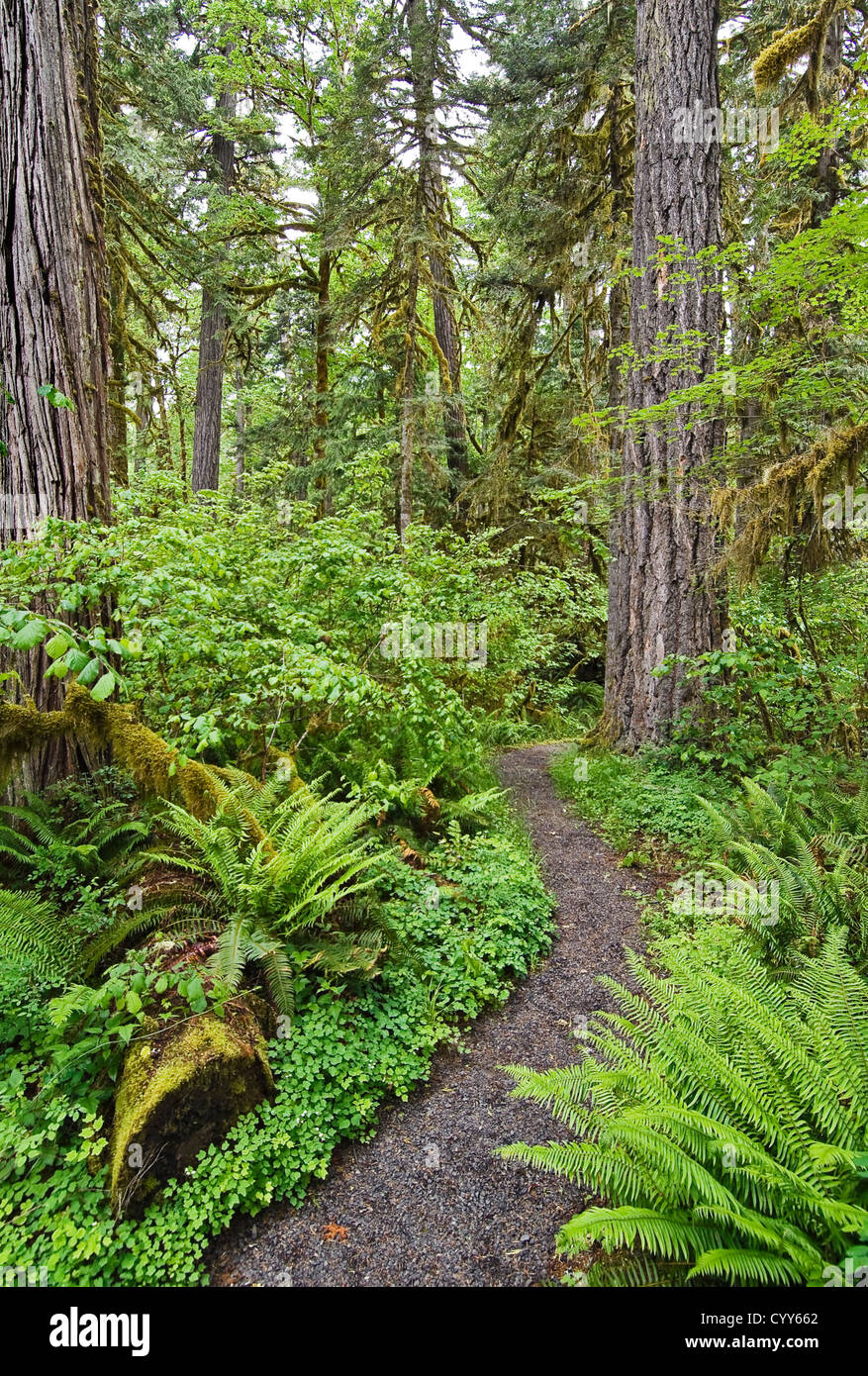 Delta Altwachstum Grove Naturlehrpfad, Willamette National Forest, Oregon. Stockfoto
