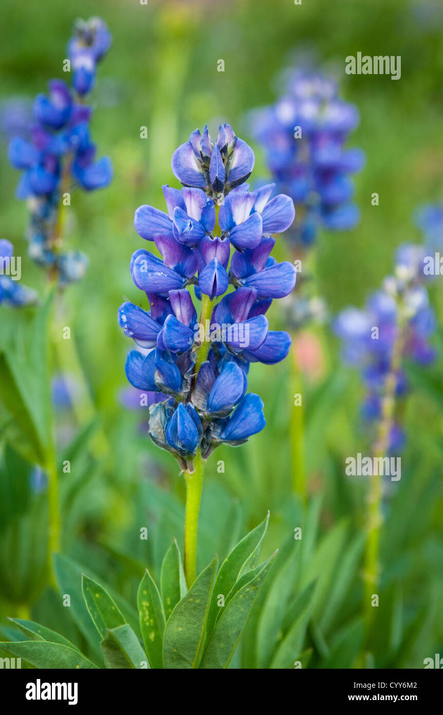 Laubbäume Lupine; Bird Creek Wiesen, Mount Adams Recreation Area, Yakama Indian Reservation, Washington. Stockfoto