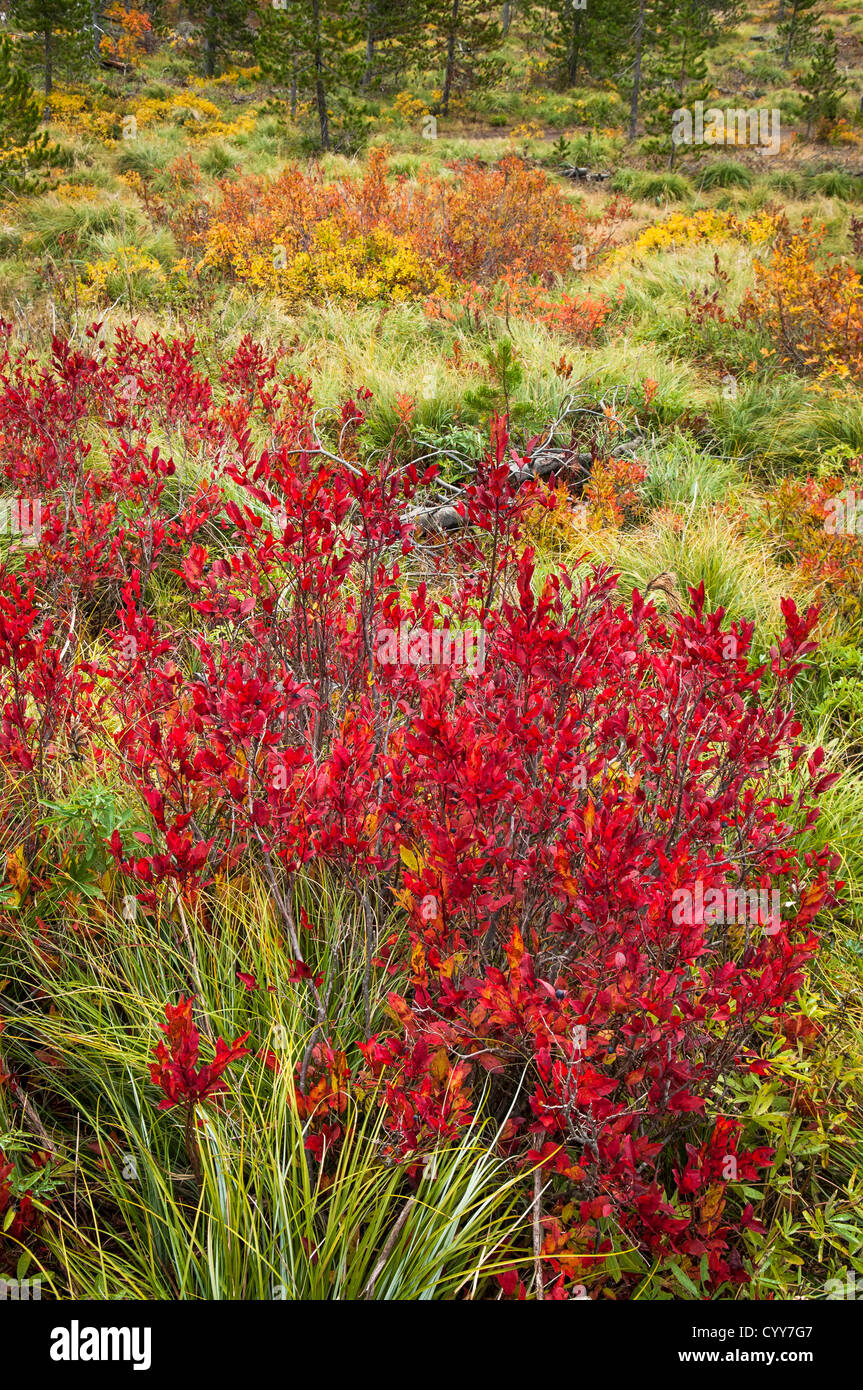 Huckleberry Sträucher im Herbst an Sägezahn Berry Felder, Gifford Pinchot National Forest, Washington. Stockfoto