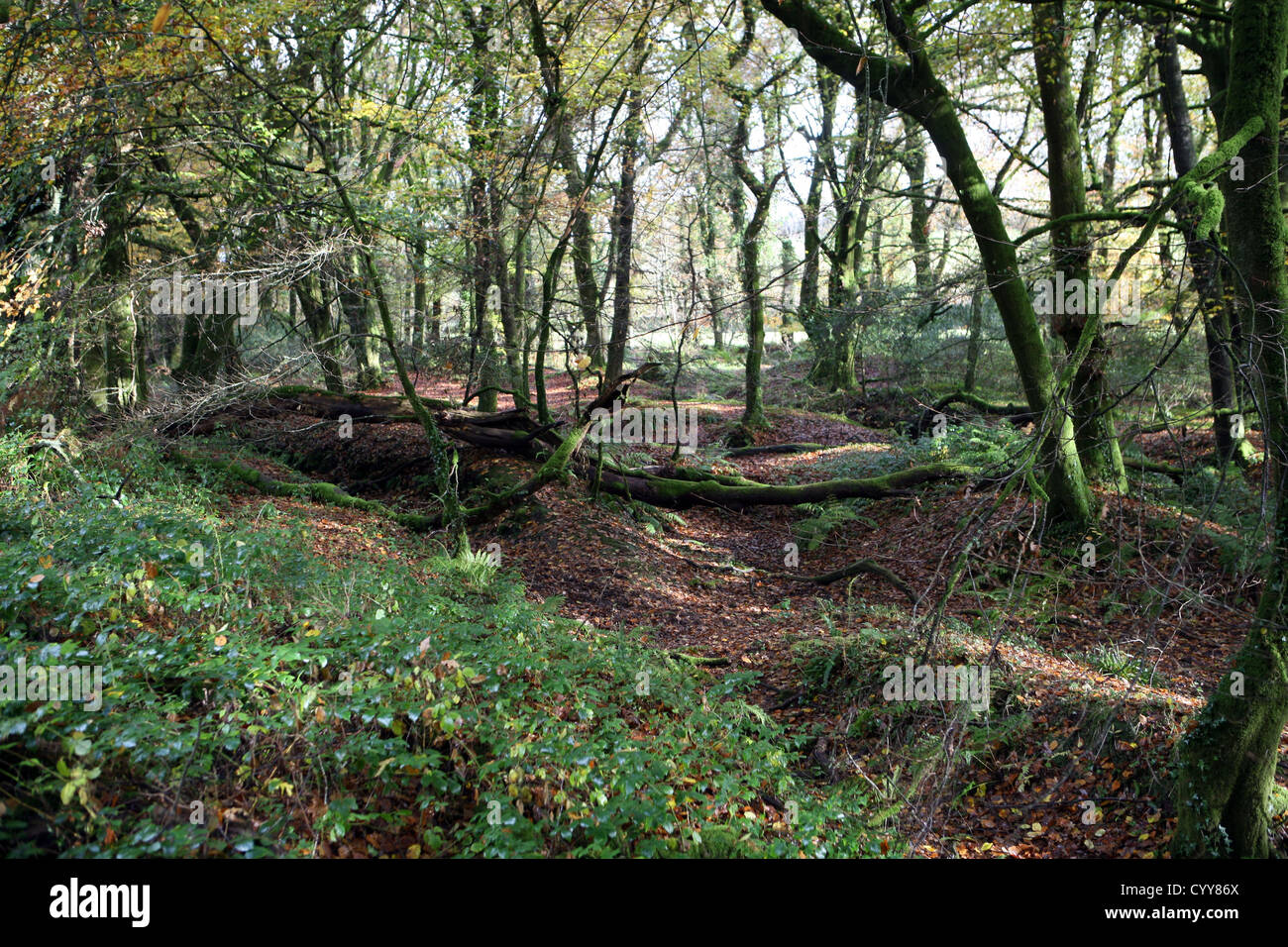 Die alte Eiche und Buche Holz von Golitha fällt / Fluss Fowey in der Nähe von Schergen Liskeard St Cleer Bodmin Moor Cornwall England UK GB Stockfoto