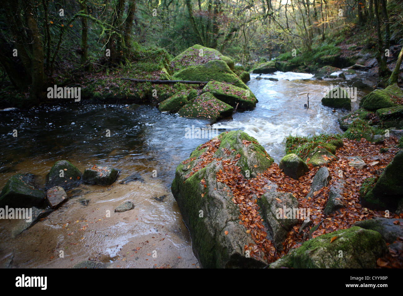 Die alte Eiche und Buche Holz von Golitha fällt / Fluss Fowey in der Nähe von Schergen Liskeard St Cleer Bodmin Moor Cornwall England UK GB Stockfoto