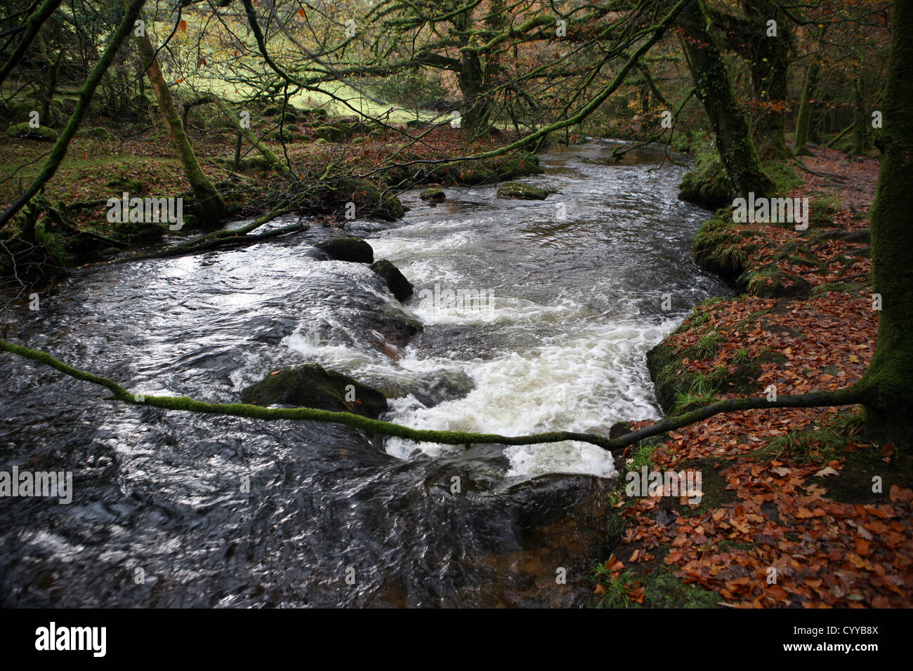 Die alte Eiche und Buche Holz von Golitha fällt / Fluss Fowey in der Nähe von Schergen Liskeard St Cleer Bodmin Moor Cornwall England UK GB Stockfoto