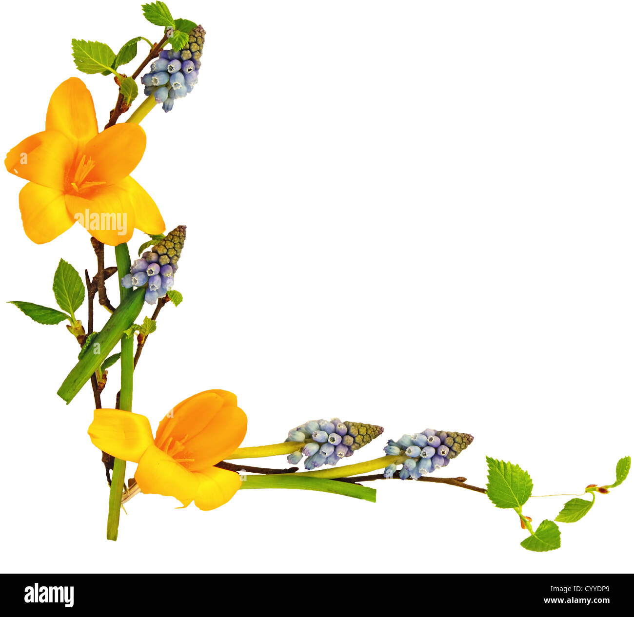 Einer Grenze von blauen Muscari und gelbe Krokus Stockfoto