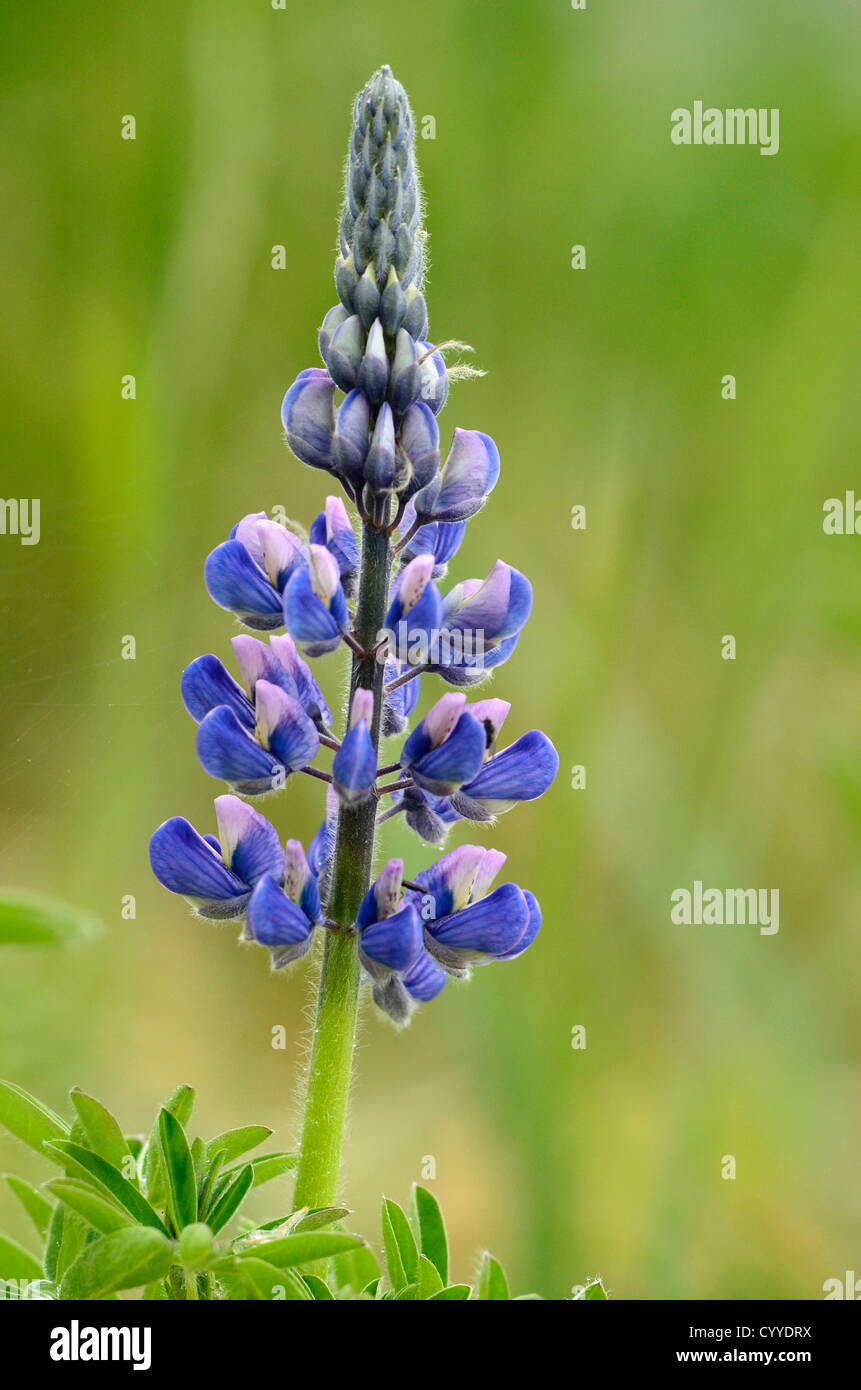 Lupinen blühen, Eagle Beach State Recreation Area, Alaska. Stockfoto