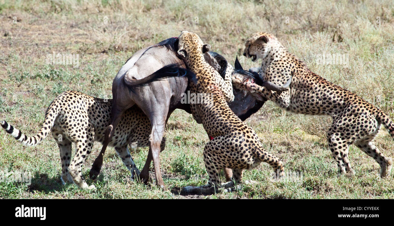 Ein Erwachsener Gnus ist angegriffen und getötet durch drei männliche Geparden. Serengeti Nationalpark, Tansania Stockfoto