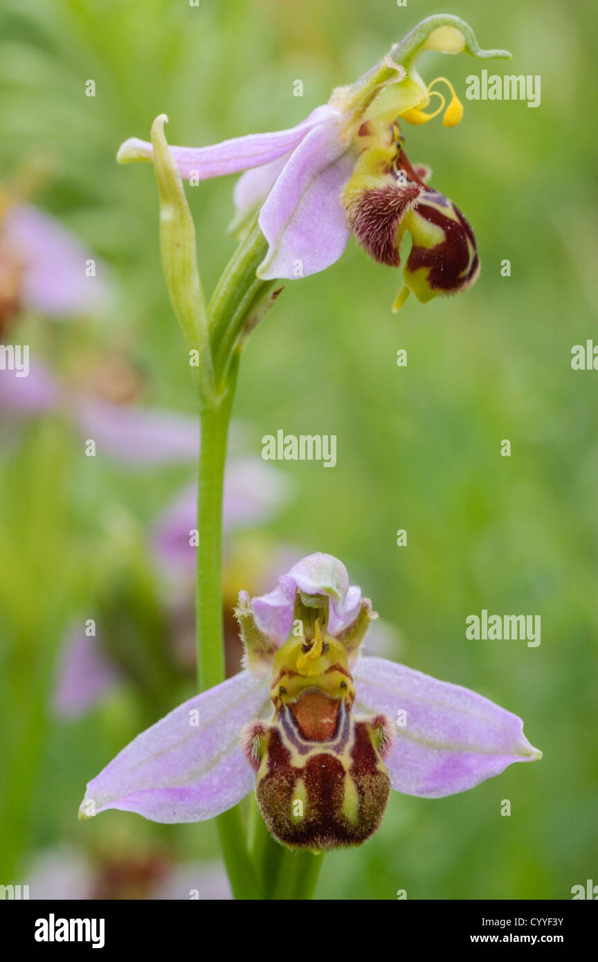 Biene Orchidee, Ophrys Apifera, wächst in Grünland im Howardian Naturreservat in Cardiff, Südwales. Stockfoto
