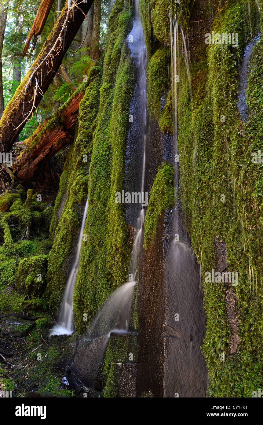 Säulenförmigen Wasserfälle entlang des Oregon North Umpqua River Trail. Stockfoto