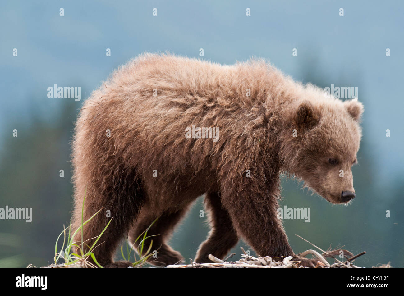 Brown Bear Cub; Lake-Clark-Nationalpark, AK Stockfoto