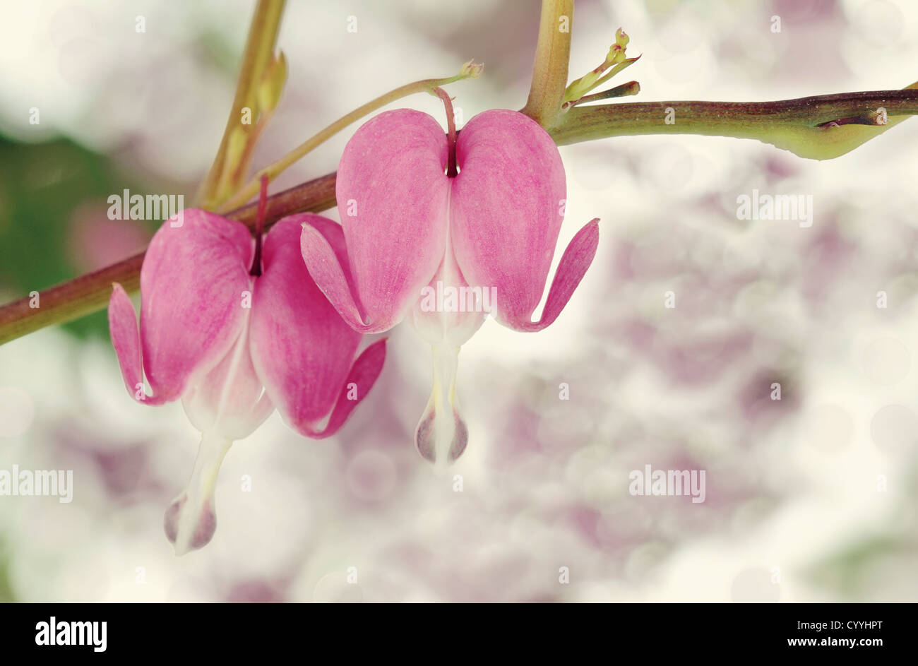Tränendes Herz mit selektiven Fokus auf Zentrum Blume. Stockfoto