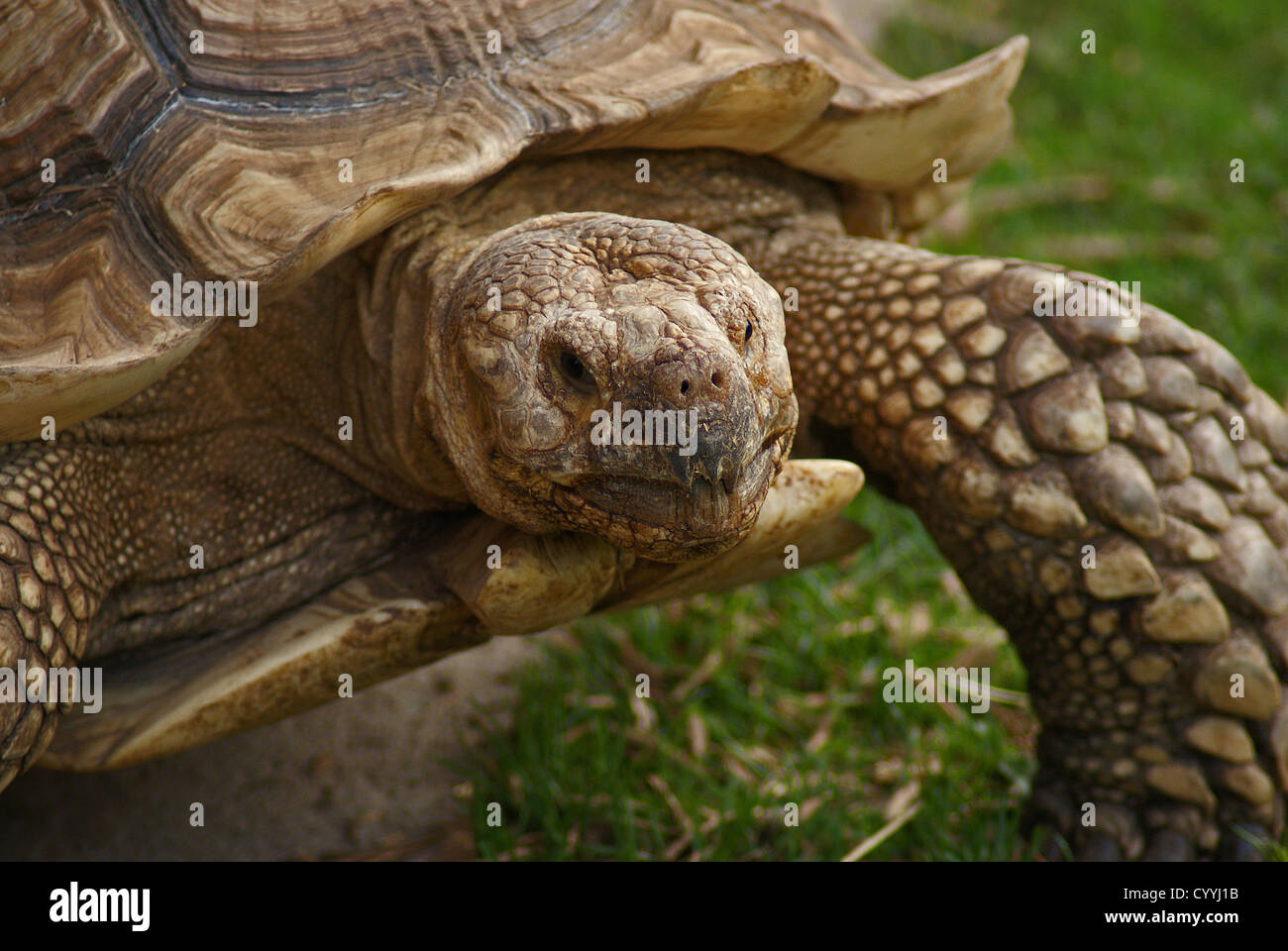 Zu Fuß auf den Boden Schildkröte Kopf - Nahaufnahme Stockfoto
