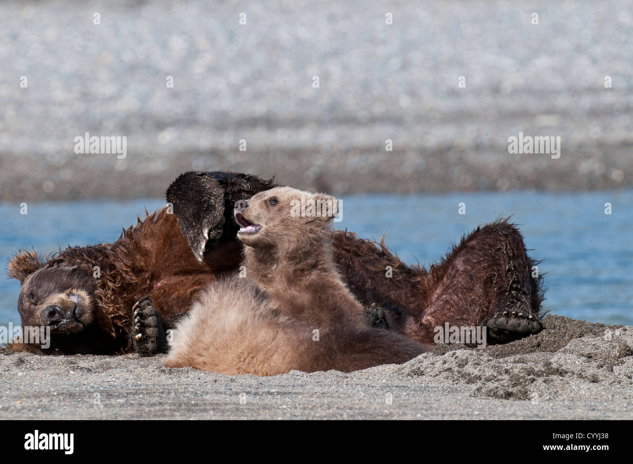 Brown Bear Cubs mit Mutter im kühlen Sand neben einem Gezeiten-Strom; Lake-Clark-Nationalpark, AK Stockfoto