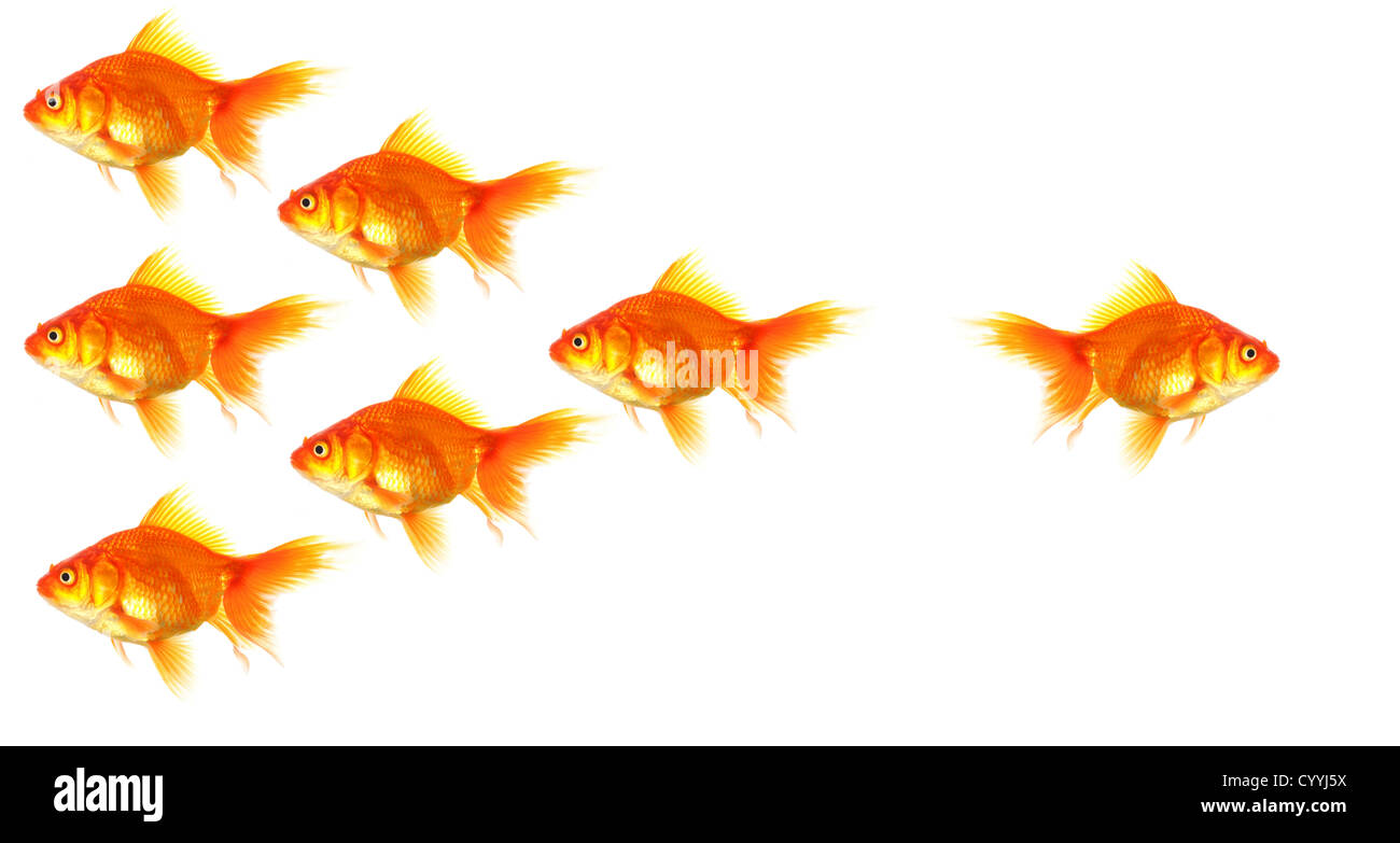 einzelnen Gewinner Außenseiter Chef oder Motivation Erfolgskonzept mit Goldfischen isoliert auf weiss Stockfoto