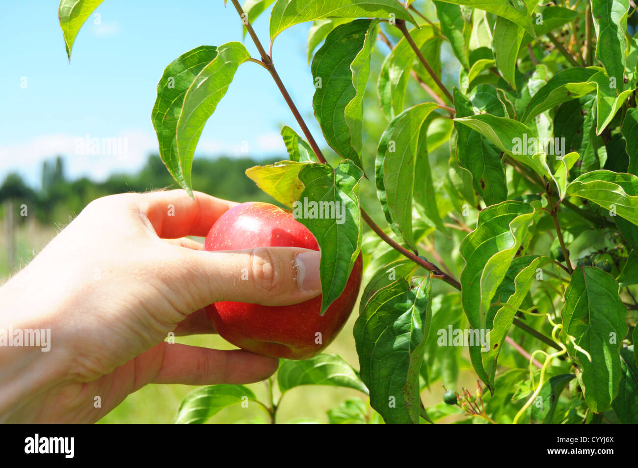 roten Apfel von einem Baum pflücken, im Sommer Stockfoto