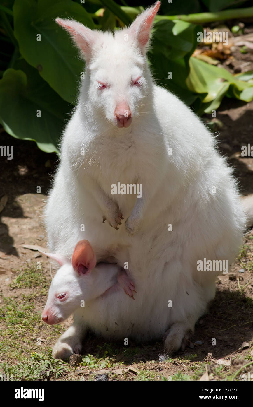 Albino Känguru Stockfoto