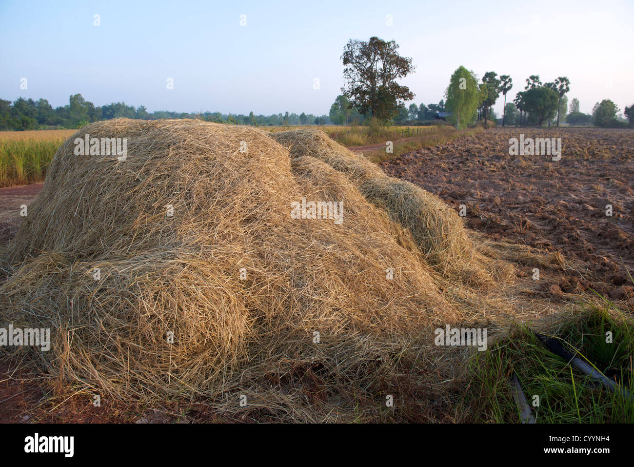 Reisernte Stockfoto