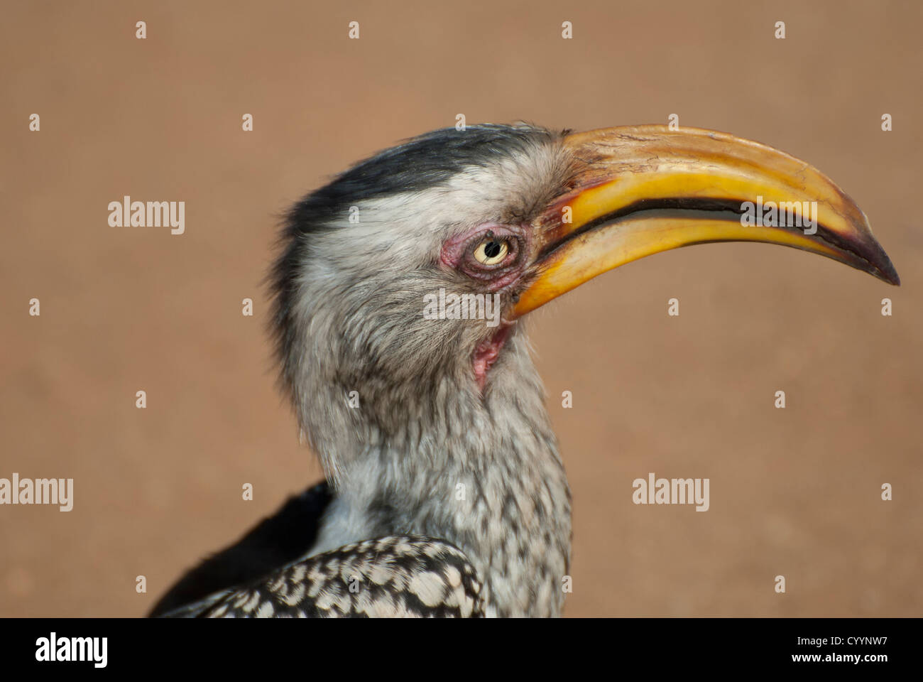 Yellowbilled Hornbill Stockfoto
