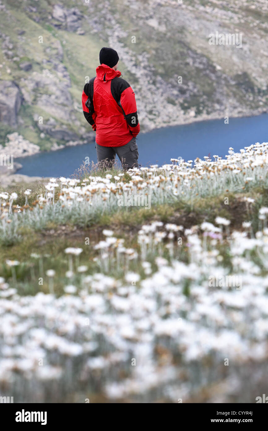 Buschwanderer in den australischen Alpen. Kosciuszko-Nationalpark, New South Wales. Stockfoto