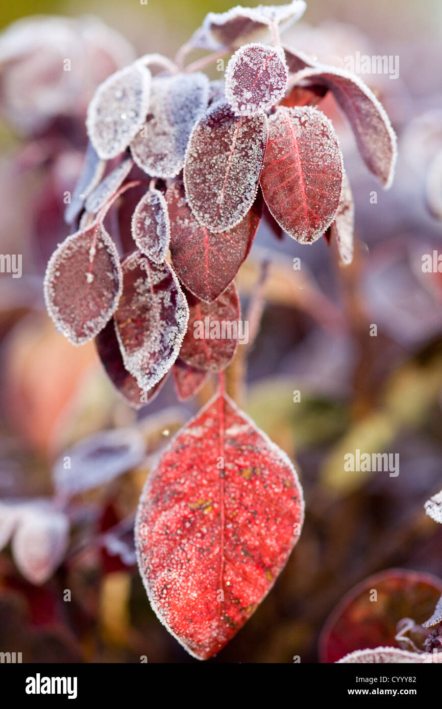 Cotinus Coggygria 'Royal Purple' eingefasst mit Oktober frost Stockfoto