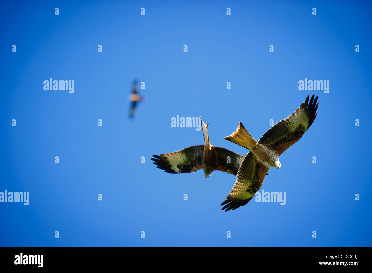 Rotmilane fliegen gegen einen Hintergrund von einem reinen blauen Himmel bei der Rotmilan Fütterung Zentrum, Landdeusant, Carmarthenshire Stockfoto