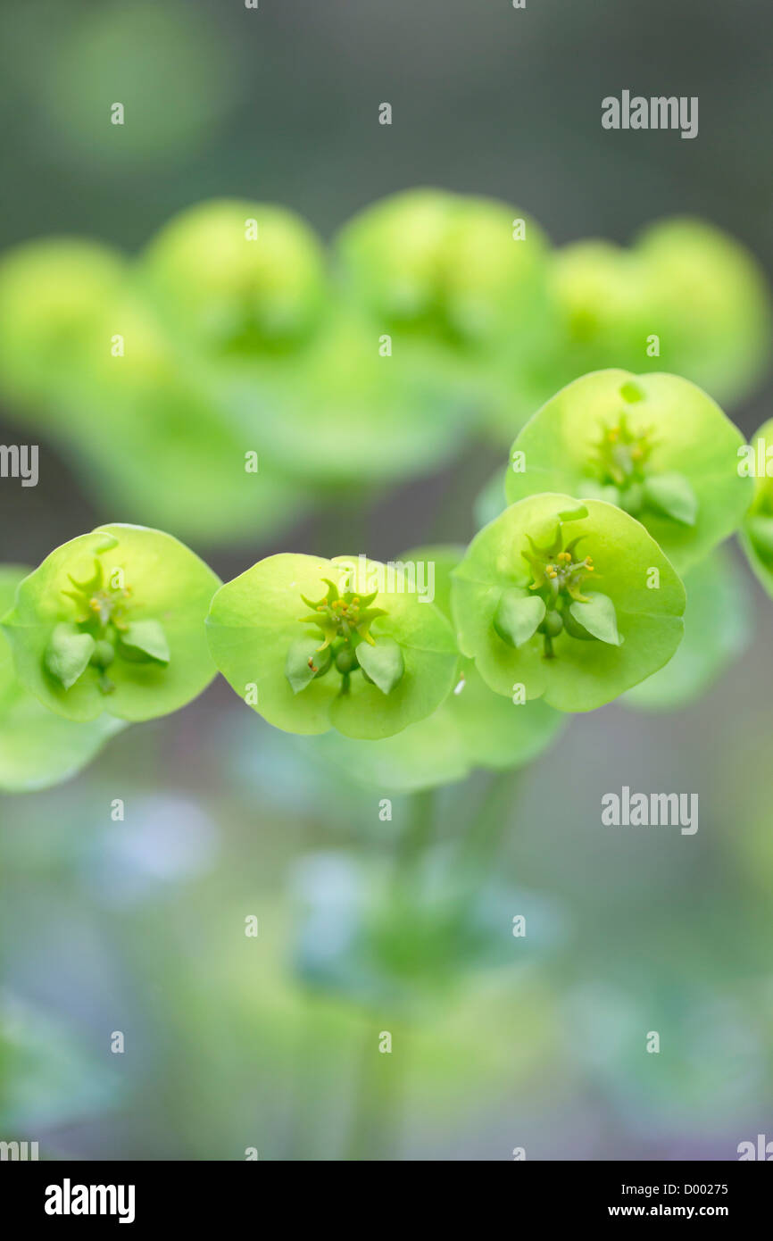 Holz-Wolfsmilch; Euphorbia Amygdaloides; Blume; UK Stockfoto