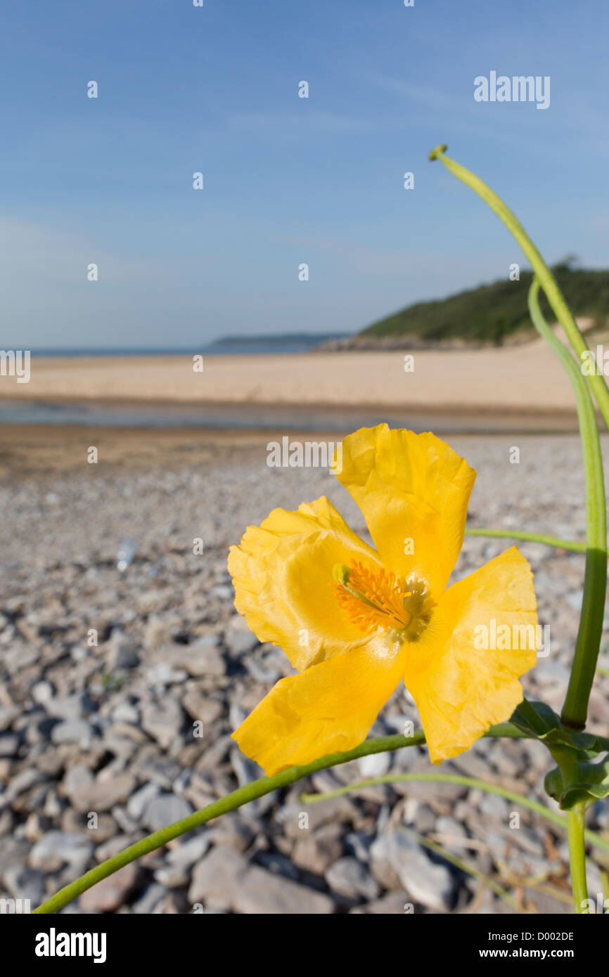 Gelbe gehörnten Mohn; Glaucium Flavum; Drei Klippen Bucht; Gower; Wales; UK Stockfoto