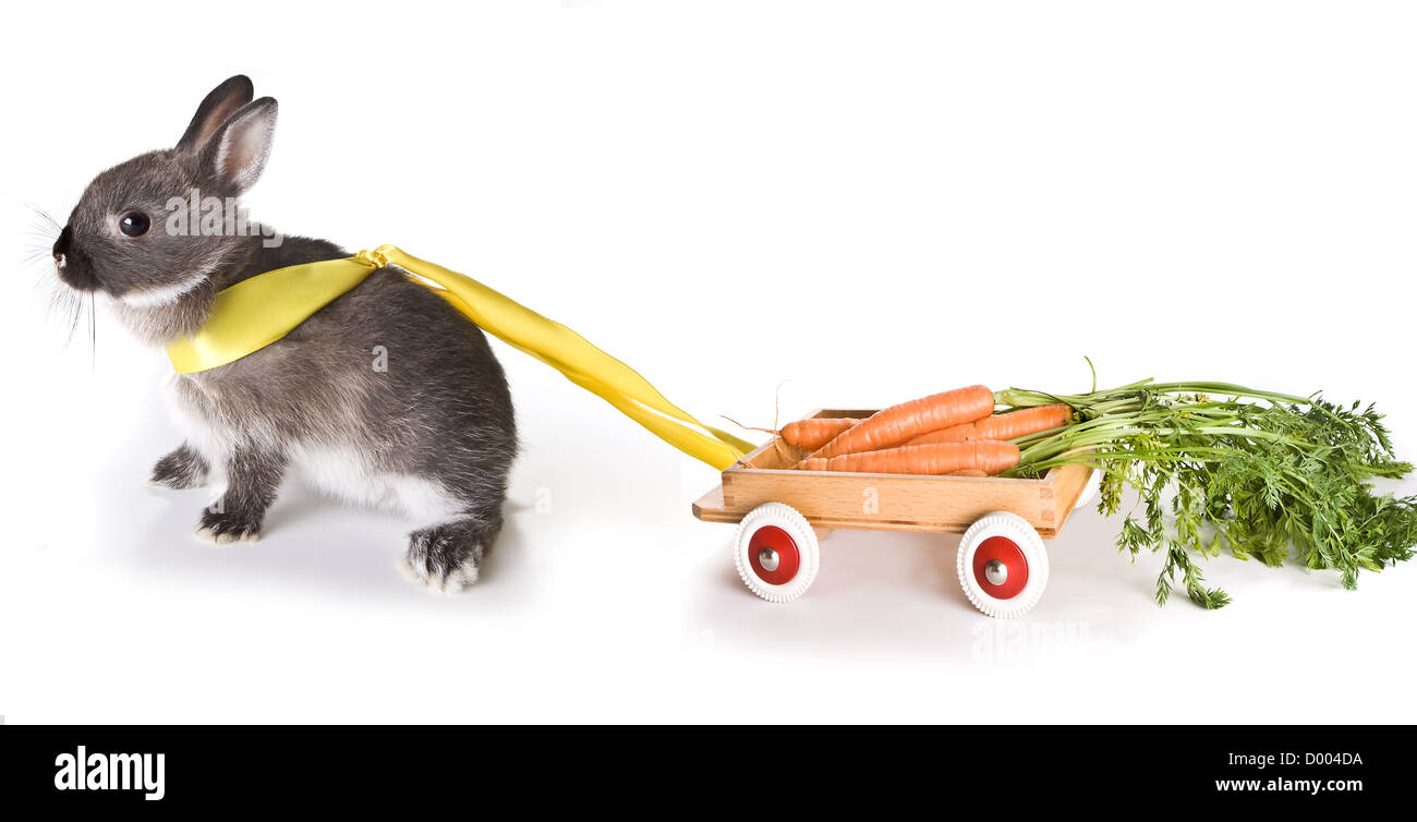Kleine graue Osterhase ziehen einen Karren mit Karotten gefüllt Stockfoto