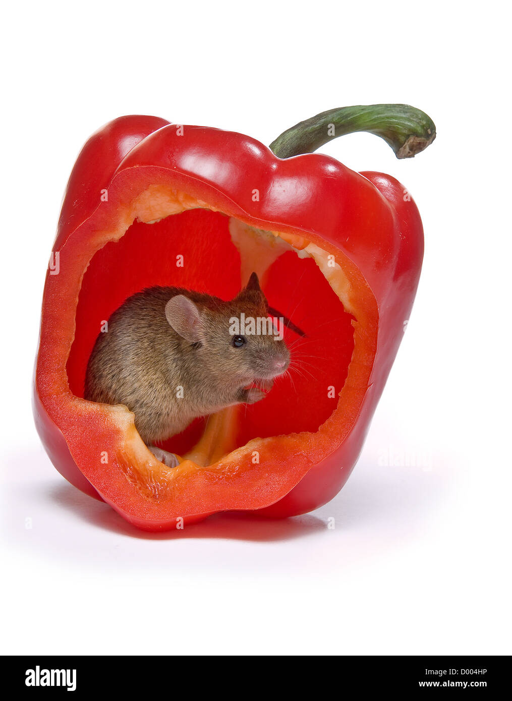 Kleine graue Maus versteckt in eine heiße rote Paprika Stockfoto