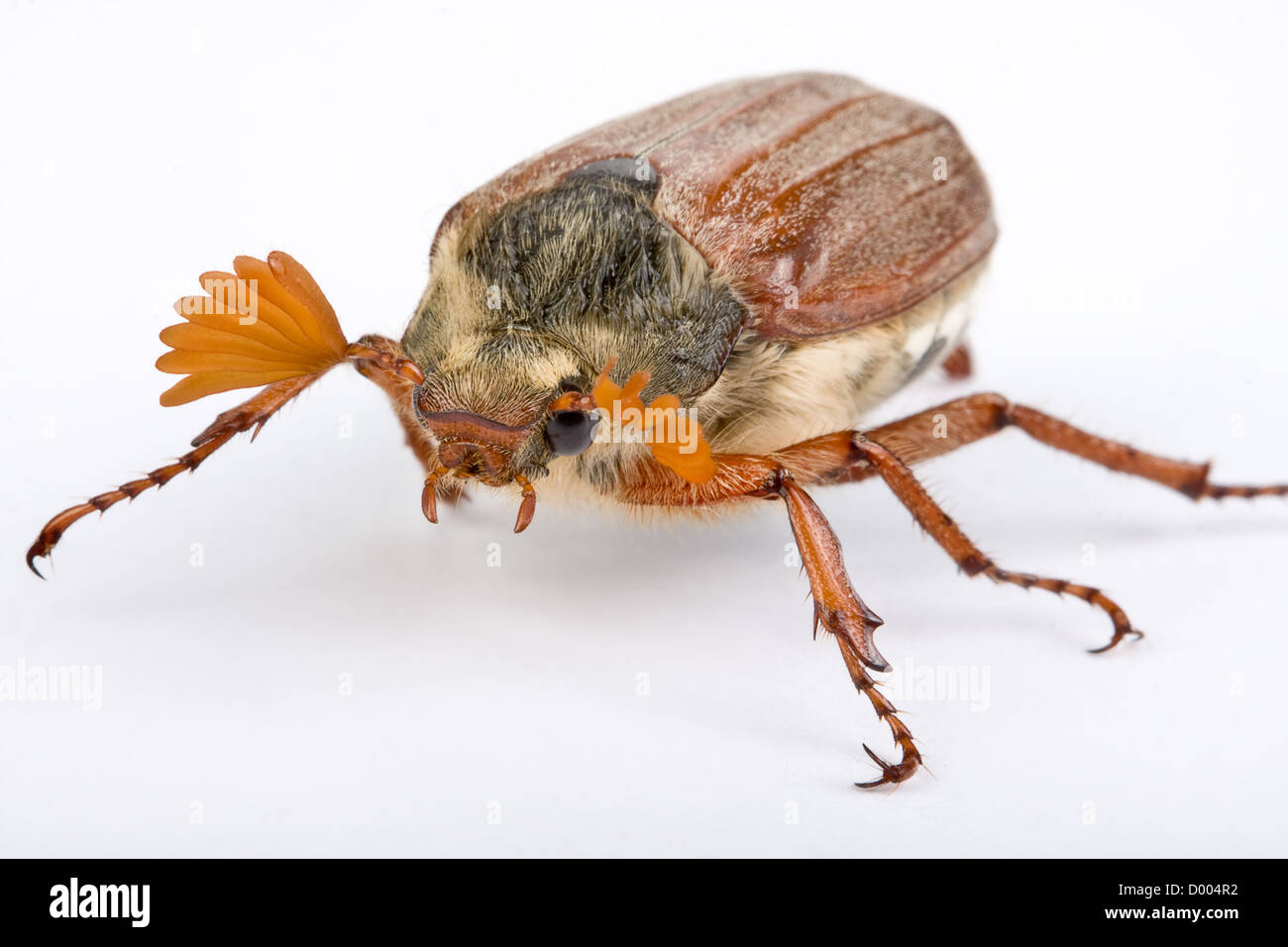 Maikäfer Käfer zeigt seine schöne fingerförmige Antenne Stockfoto