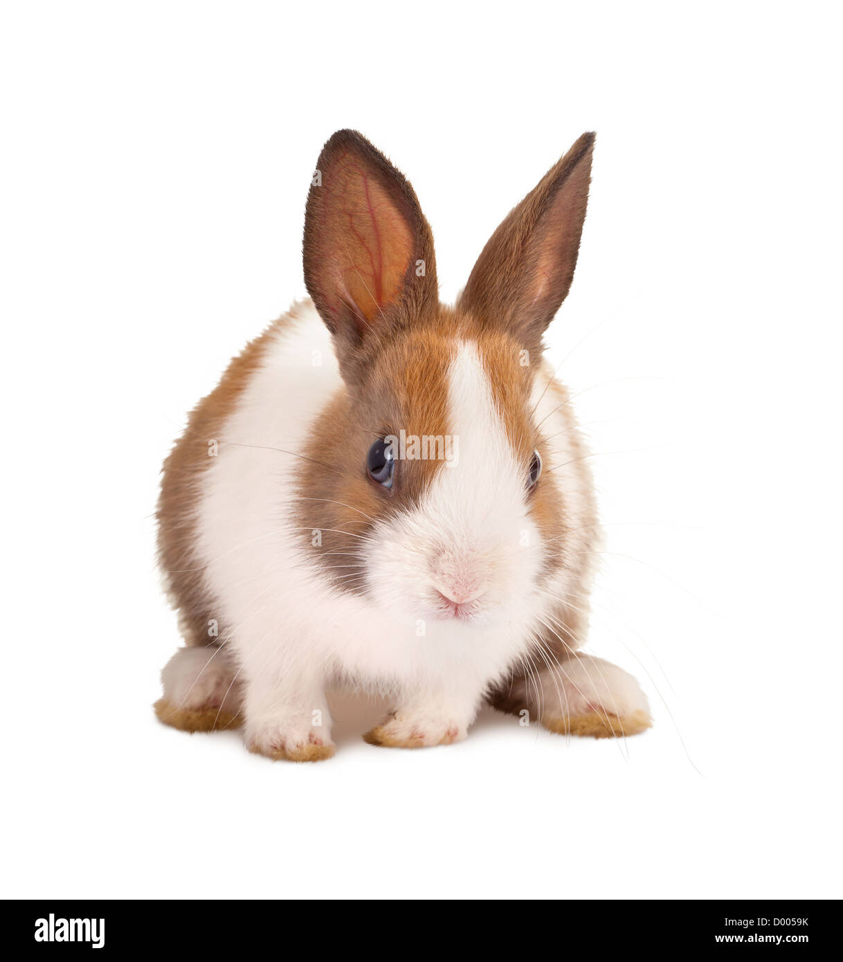 Kleiner Osterhase auf einem weißen Hintergrund isoliert Stockfoto