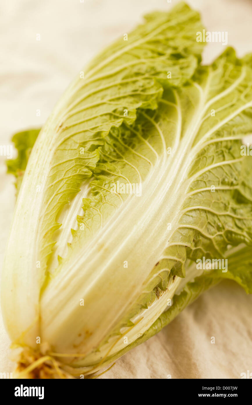 Bio Chinakohl Stockfoto