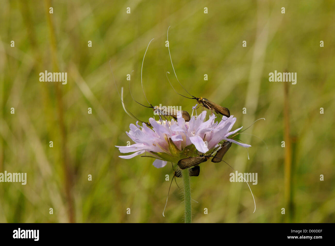 Männliche Longhorn Motten (Nemophora Metallica) versammelten sich am Feld Witwenblume (Knautia Arvensis) Flowerhead, Kreide Grünland, Wiltshire. Stockfoto