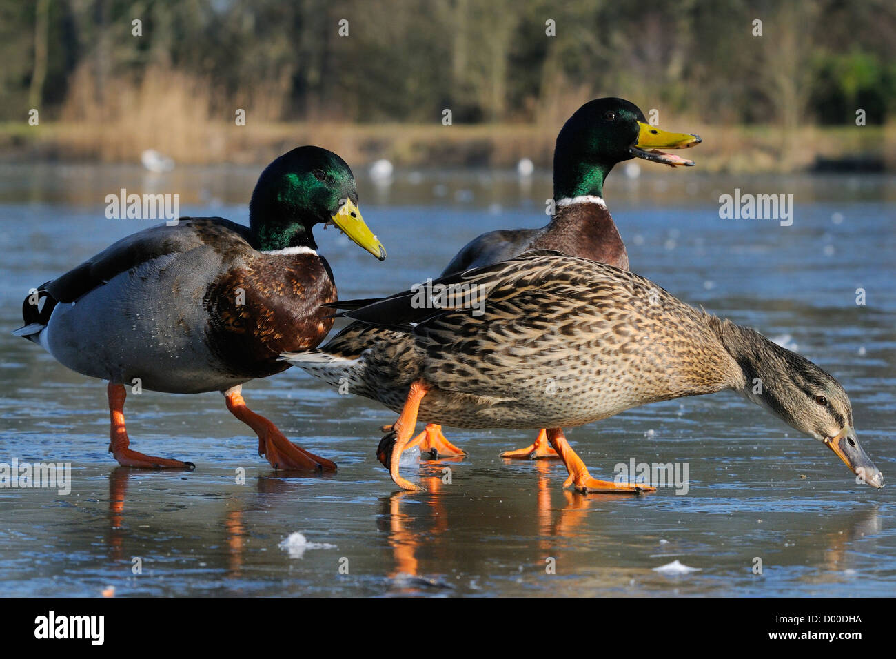 Niedrigen Winkel Ansicht der Stockente (Anas Platyrhynchos) und zwei Erpel gehen auf gefrorenen Seefläche, Wiltshire, UK, Februar. Stockfoto