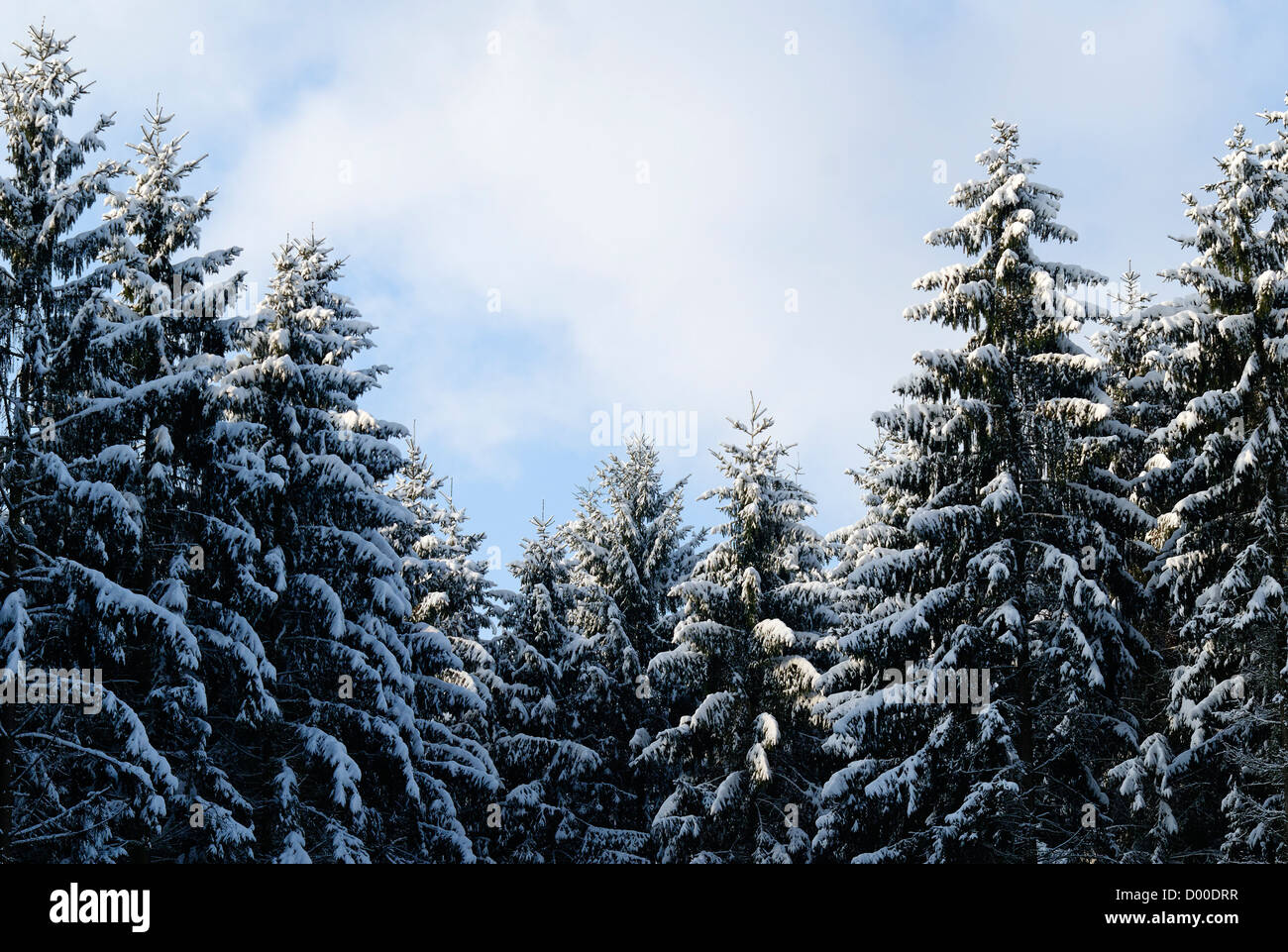 Tannenwald im Schnee Stockfoto