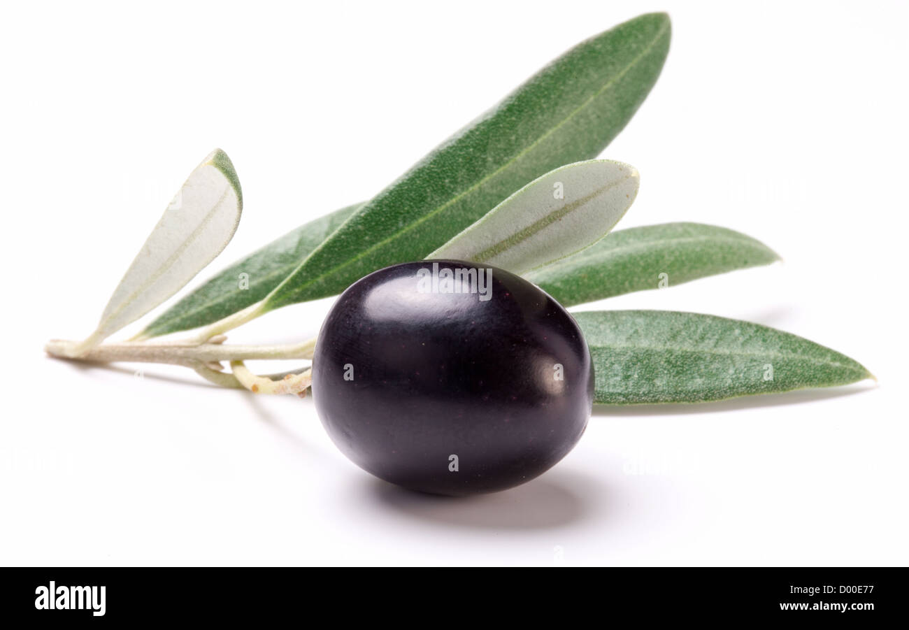 Reife schwarze Olive mit Blättern auf einem weißen Hintergrund. Stockfoto