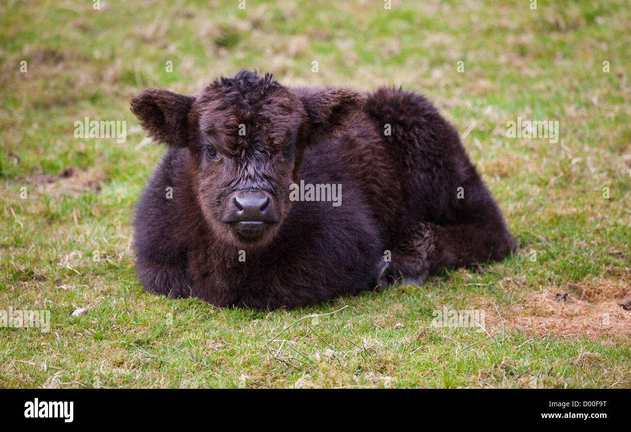 Eine schwarze Highland Kuh Kalb liegend in einem Feld. Stockfoto