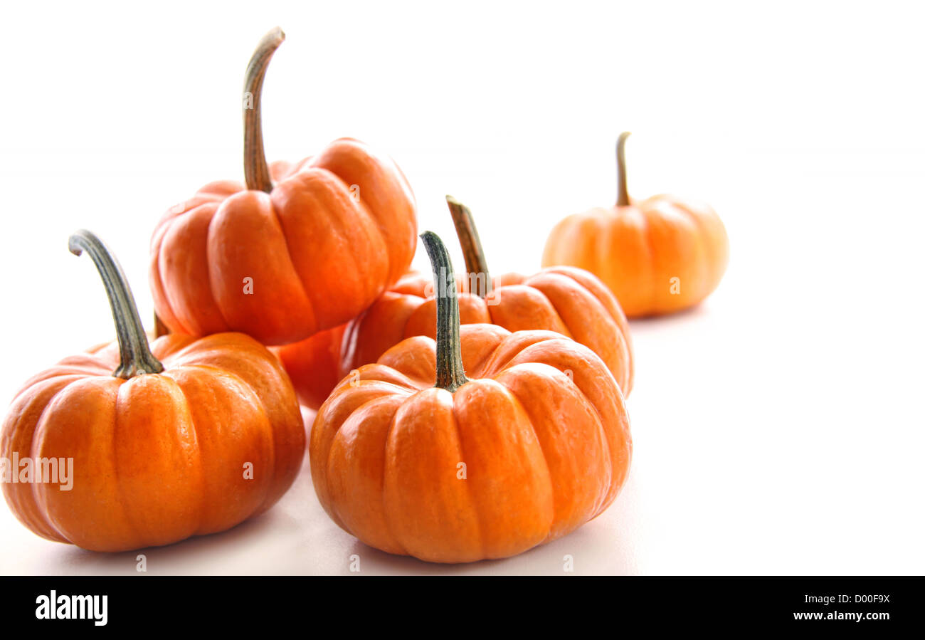 Miniatur orange Kürbisse vor weißem Hintergrund Stockfoto
